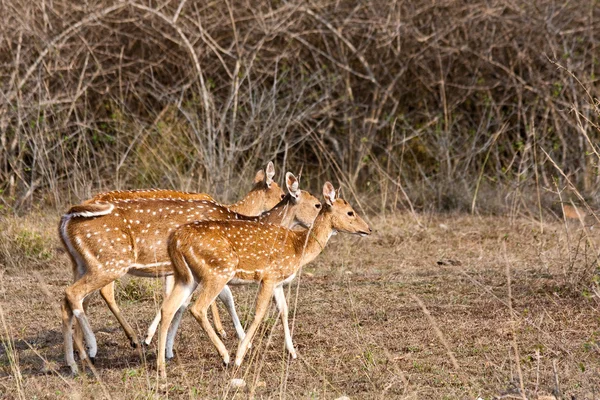 As herten in bandipur nationaal park — Stockfoto