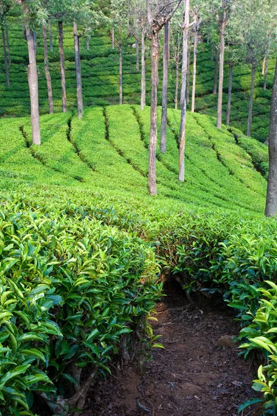 Jardín de té en la India —  Fotos de Stock