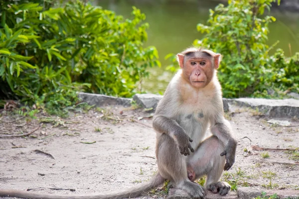 Male Bonnet Macaque — Stock Photo, Image