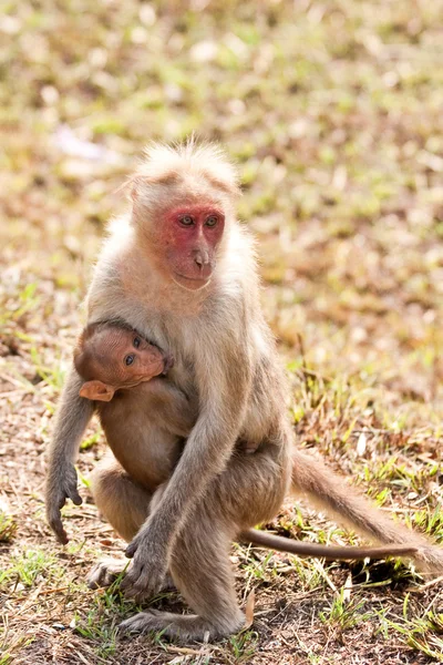 Bonnet Macaque Enfermería —  Fotos de Stock