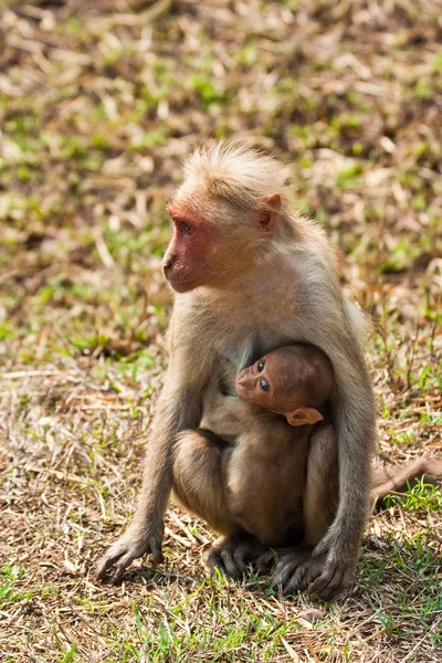 Bonnet makaak verpleegkunde — Stockfoto