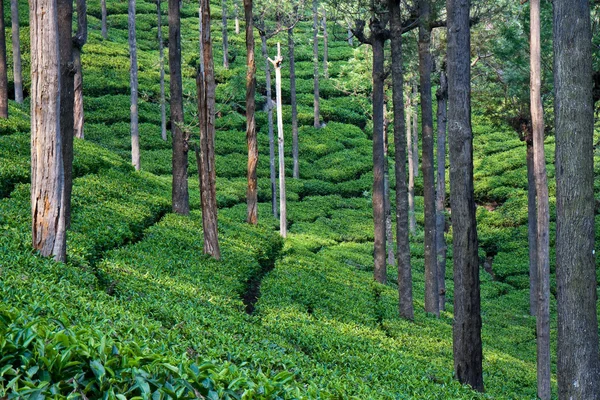 Jardín de té en la India — Foto de Stock