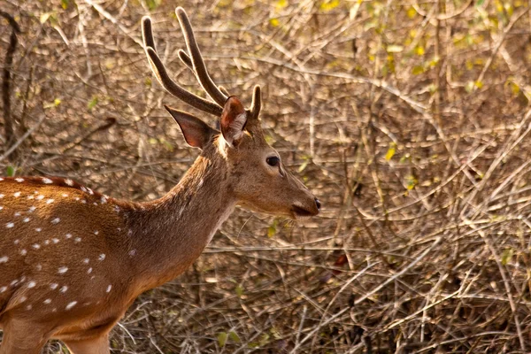 Cerf de l'Axe dans la lumière du matin — Photo