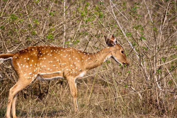 Doe Chital Comer — Fotografia de Stock