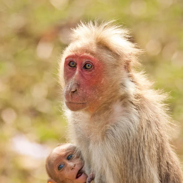 Cofano Macaque Allattamento — Foto Stock
