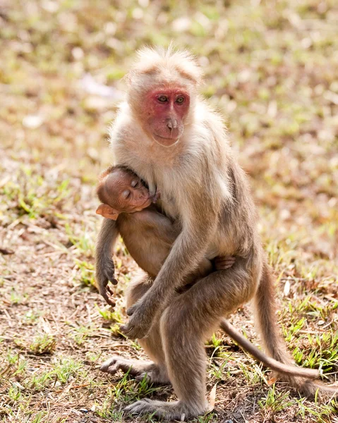 Bonnet Macaque Enfermería — Foto de Stock