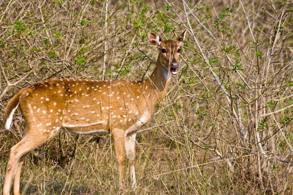 Chital Doe Eating — Stock Photo, Image