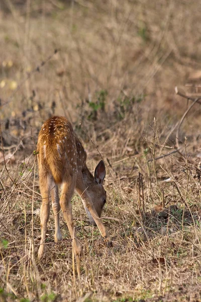 Baby Axis Deer Grazing no Parque Nacional de Bandipur — Fotografia de Stock