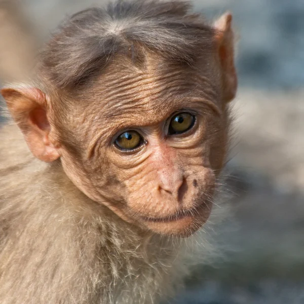 Baby motorhuv makak porträtt — Stockfoto