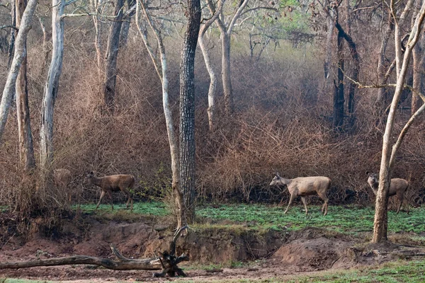 Утренняя сцена с оленем Самбар в Национальном парке Бандипур — стоковое фото