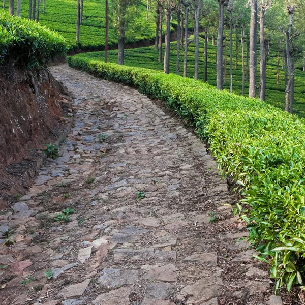 Plantação de chá — Fotografia de Stock