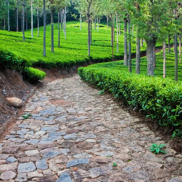 Tea garden Indiában — Stock Fotó