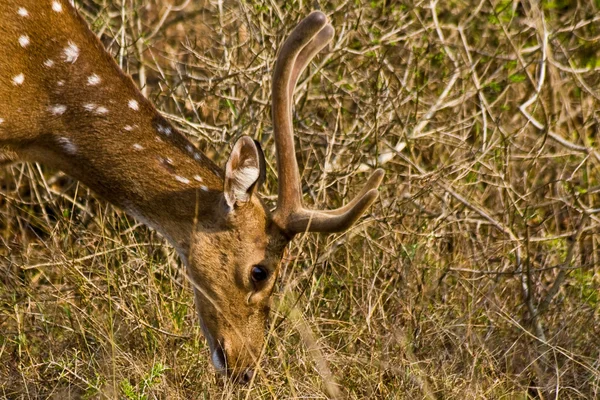 Chital Stag — Stock Photo, Image