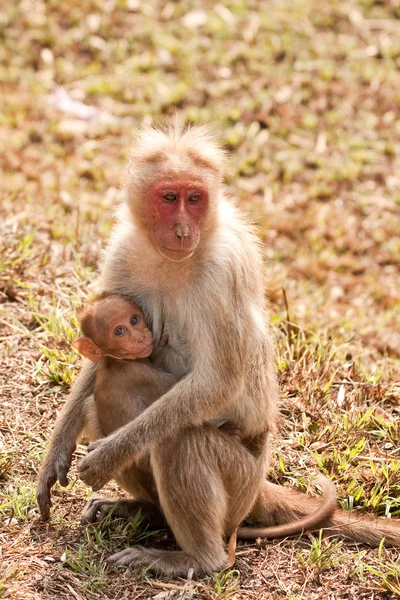 Cofano Macaque Allattamento — Foto Stock