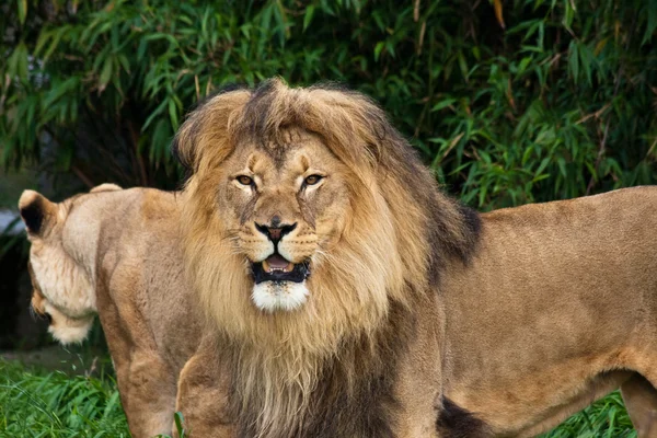 Lions in the Zoo — Stock Photo, Image