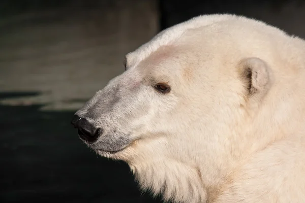 Polar Bear Portrait Royalty Free Stock Images