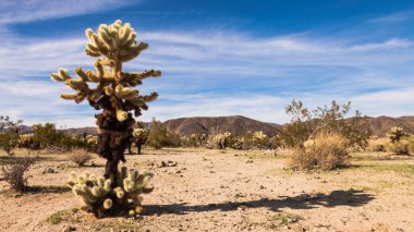 Cholla kaktüs panorama atlama