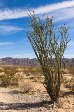 Ocotillo kaktüs