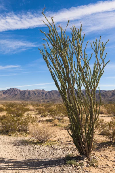 Κάκτος ocotillo — Φωτογραφία Αρχείου