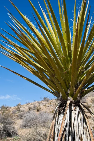 Yucca-Pflanze — Stockfoto