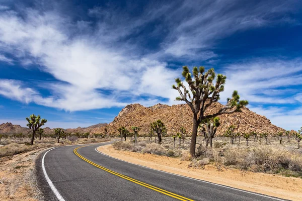 Joshua tree yolu — Stok fotoğraf