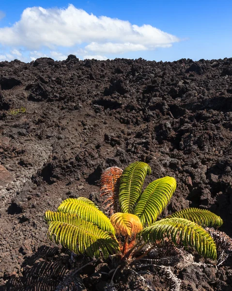 Pianta solitaria su un campo di lava — Foto Stock