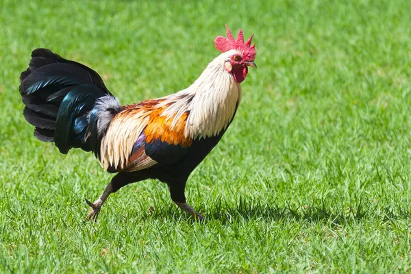 Wild Chicken in Kauai — Stock Photo, Image