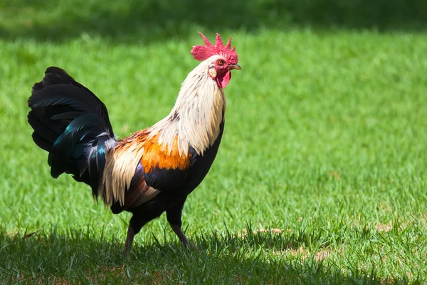 Wild Rooster in Kauai — Stock Photo, Image