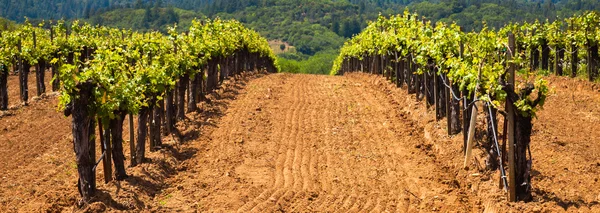 Dry creek valley vingårdar — Stockfoto