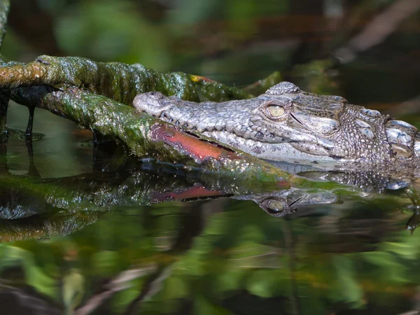 Baby krokodil — Stockfoto