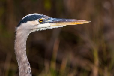 büyük mavi balıkçıl profili