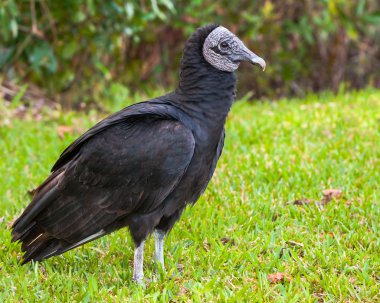 American Black Vulture clipart