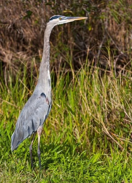 Blaureiher — Stockfoto