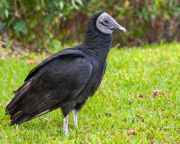 American Black Vulture — Stock Photo, Image