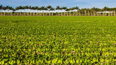 Vegetable Field in Florida clipart