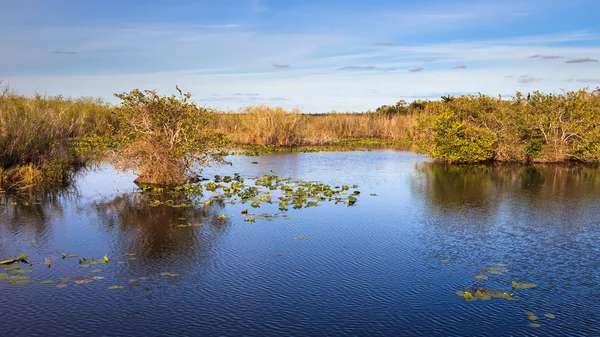Everglades Panorama Royalty Free Stock Images