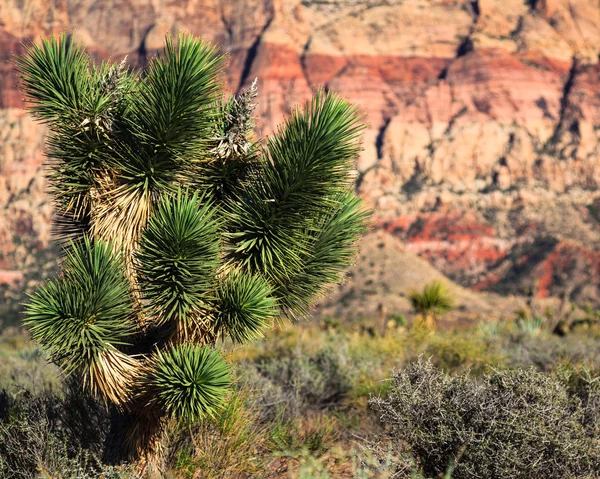 Joshua Tree dans le désert du Nevada — Photo