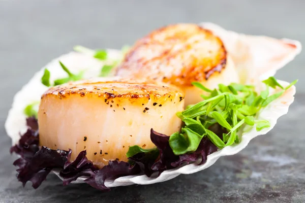 pan katılaşmış tarak