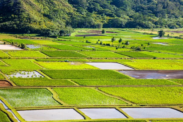 Details zum Hanalei-Tal — Stockfoto