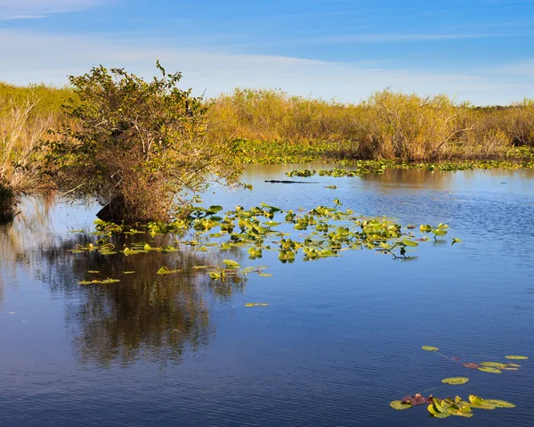 Everglades τοπίο — Φωτογραφία Αρχείου