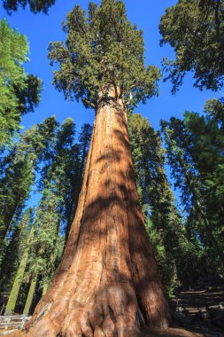 Genel sherman sequoia