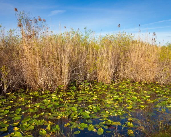 Everglades rybník — Stock fotografie