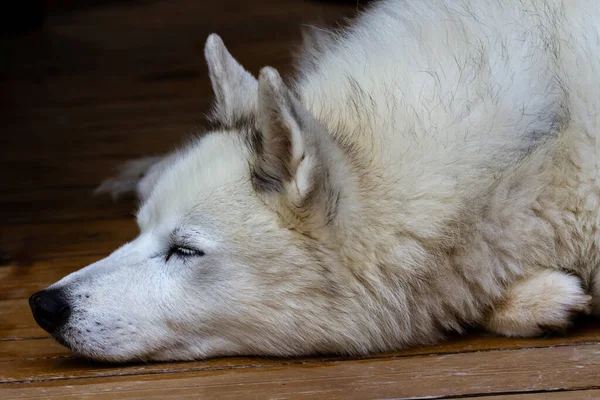 Gros Plan Des Yeux Museau Chien Endormi Beau Chien Moelleux — Photo