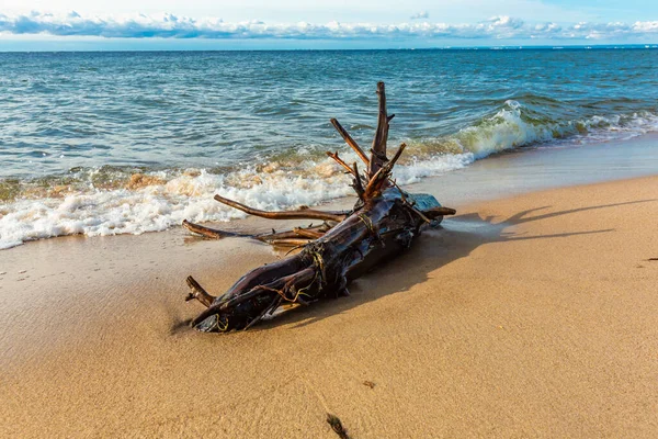 Old Tree Trunk Shore Baltic Sea Picturesque Driftwood Sand Hel — Stock Photo, Image