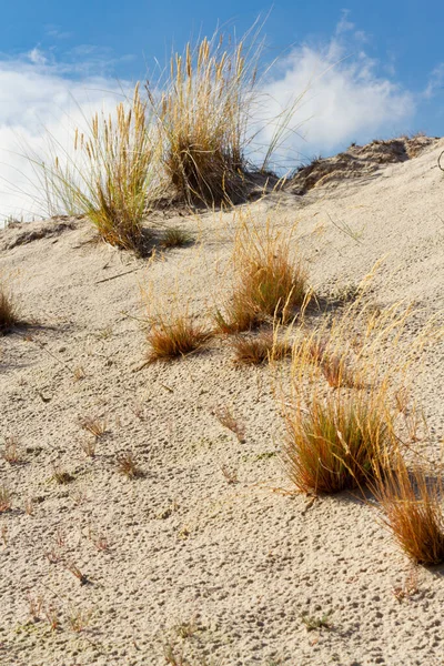 Dune Grass European Marram Grass Beach Grass Ammophila Arenaria Sandy — Stock Photo, Image