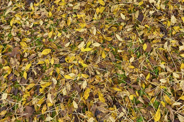 Fallen leaves — Stock Photo, Image