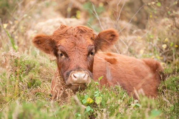 Brown cow — Zdjęcie stockowe