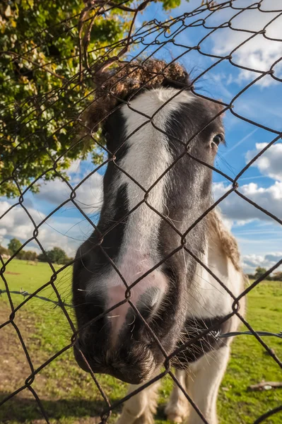 Pony in a paddock — Stock Photo, Image