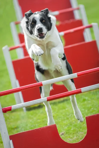 Hund agility — Stockfoto