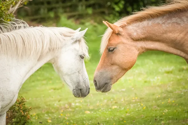 New Forest ponies — Stock Photo, Image